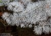 válečkovka keříčkovitá (Houby), Ceratiomyxa fruticulosa (O. F. Müll.) T. Macbr. 1899 (Fungi)